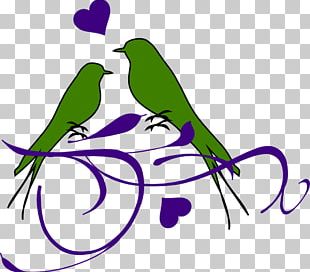 Lovebird PNG