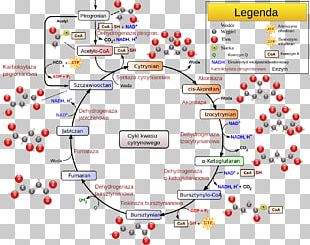 Citric Acid Cycle Glyoxylate Cycle Glycolysis Biochemistry PNG, Clipart ...