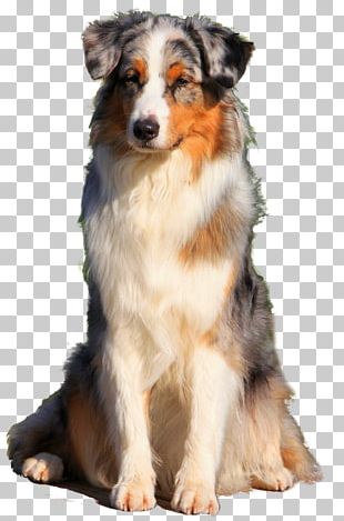 Australian Shepherd Dog Breed Miniature American Shepherd English Shepherd Companion Dog PNG