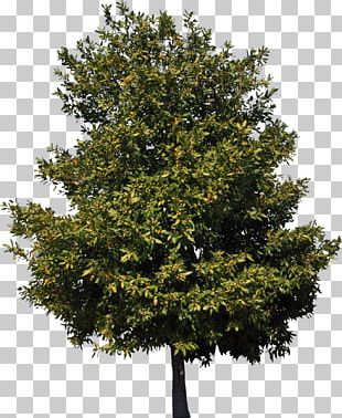 Sycamore Tree png download - 1920*1067 - Free Transparent Sycamore