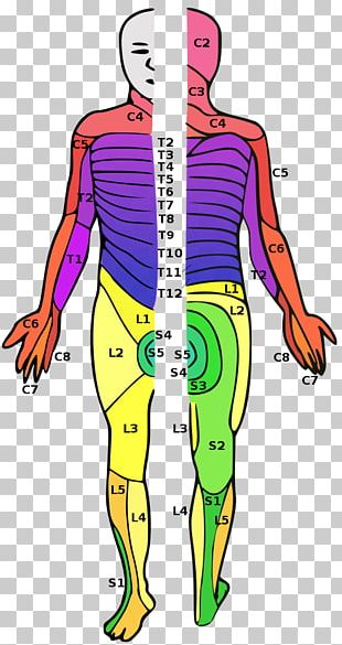 Thumb Dermatome Myotome Anatomy Sacral Spinal Nerve 1 PNG, Clipart ...