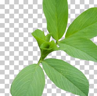 Lemon Basil Herbalism Plant Stem Leaf PNG