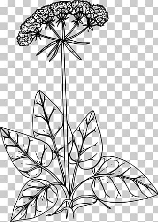 Drawing Flower Floral Design PNG, Clipart, Art, Black, Black And White ...