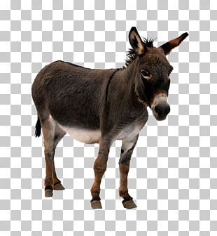 Cute Little Donkey PNG, Clipart, Animal, Cute Clipart, Donkey, Donkey ...