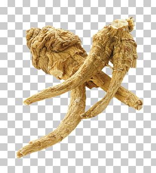 ginseng png images ginseng clipart free download ginseng png images ginseng clipart