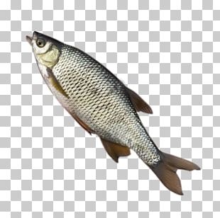 Northern pike Fly fishing Bait fish Rainbow trout, fire tiger transparent  background PNG clipart