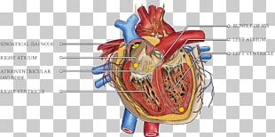 Cardiology Heart Hypercholesterolemia Cardiovascular Disease Cardiac Monitoring PNG
