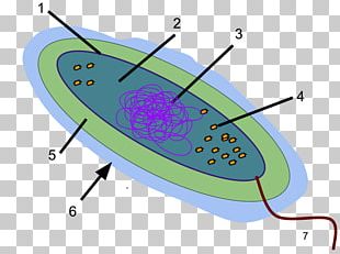 Glycocalyx Bacteria