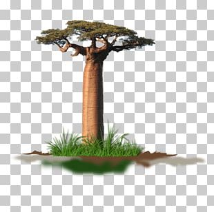 Baobab Tree Madagascar Color PNG, Clipart, Art, Baobab, Baobab Tree ...