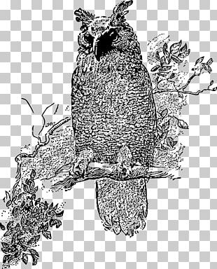 Owl Bird PNG, Clipart, Animals, Art, Barn Owl, Beak, Bird Of Prey Free ...