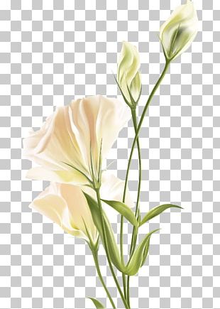 Lily Of The Valley Flower Bouquet Cut Flowers Lilium PNG, Clipart, 1 ...