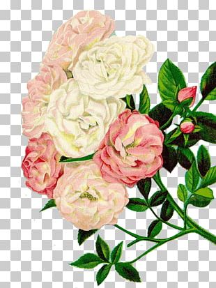 Rose Flower Vintage Clothing Png, Clipart, China Rose, Cut Flowers 