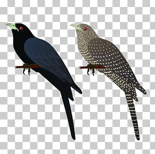 Asian Koel Bird House Crow Common Myna PNG