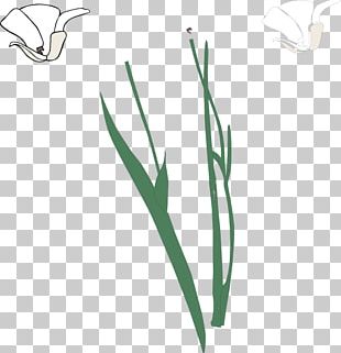Plant Stem Flower Free Content PNG
