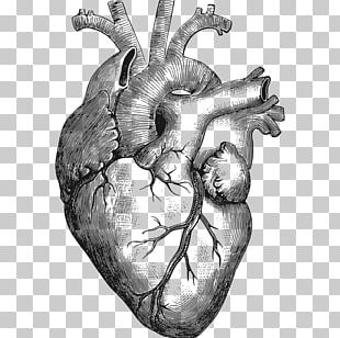 Heart Anatomy Front Vowel Back Vowel Circulatory System PNG, Clipart ...