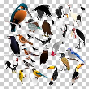 The Birds PNG
