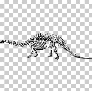 Dinosaur Museum Triceratops Camarasaurus Velociraptor PNG, Clipart ...