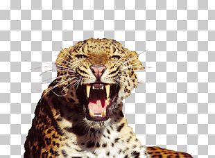 Tiger Snow Leopard African Leopard Roar PNG, Clipart, African Leopard ...