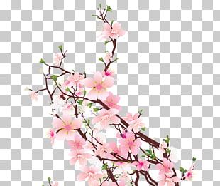 Cherry Blossom Cut Flowers Floral Design Floristry PNG