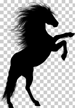 Horse Stallion Rearing PNG, Clipart, Animals, Black And White, Drawing ...