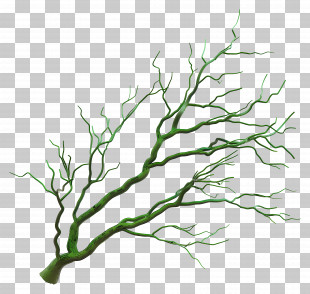Green Twig - Green Branch Illustration PNG
