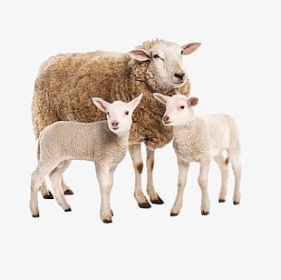 Sheep PNG