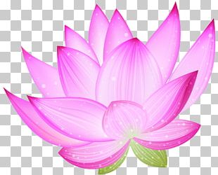 Nelumbo Nucifera Egyptian Lotus Drawing Flower PNG, Clipart, Angle ...