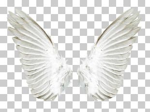 Aile Angel PNG