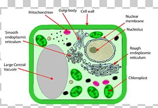 Cell Wall Bacterial Cell Structure Flagellum Png, Clipart, Angle, Area 