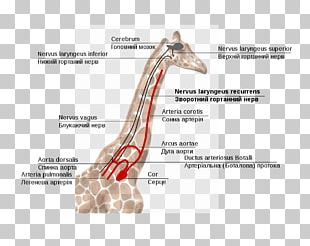 Giraffe Recurrent Laryngeal Nerve Superior Laryngeal Nerve Larynx PNG ...