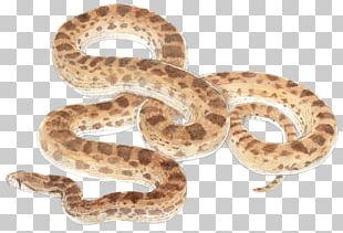 Snake Reptile Vipers PNG, Clipart, Animal Figure, Animals, Boa ...