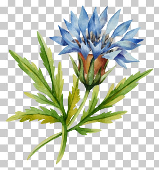 Watercolor Painting - Beautiful Blue Thistle Flower Artwork PNG
