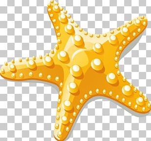 Starfish Euclidean PNG