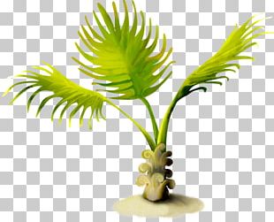 Arecaceae Summer PNG