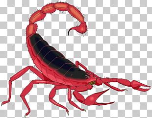 Scorpion Casey Demons Invertebrate PNG