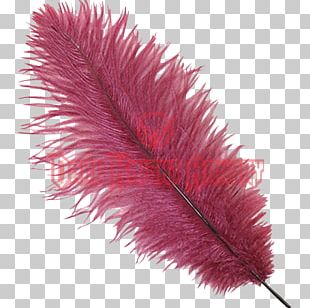 ostrich feather clipart image