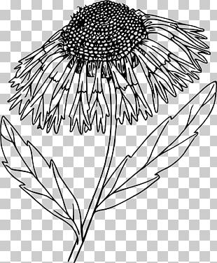 Black And White Wildflower Drawing PNG, Clipart, Art, Black And White ...