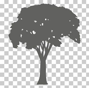 Silhouette Tree Photography PNG