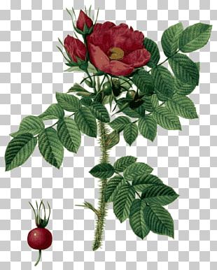 Rose Botany Botanical Illustration Flower Illustration PNG, Clipart ...