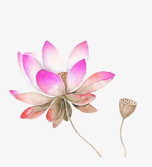 Watercolor Lotus Flower T-shirt Design Vector Download