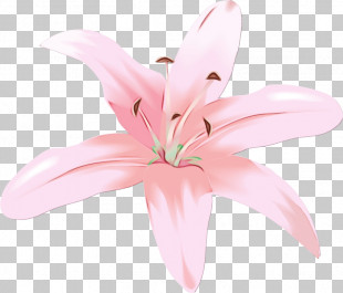 Pink Petal Lily Flower Plant PNG