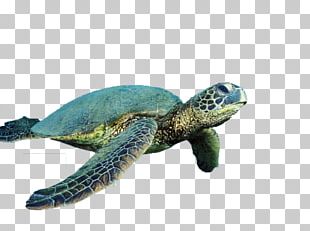 Sea Turtle Hawaii Drawing PNG, Clipart, Animal, Animals, Art, Artwork ...