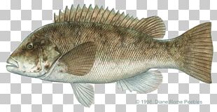 Tilapia Tautog Bass International Game Fish Association Fishing PNG