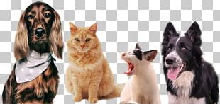 Dogs And Cats PNG, Clipart, Animals, Cartoon, Cartoon Animals, Cats ...