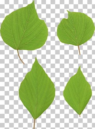 Leaf PNG
