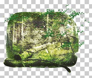 Vegetation Aquatic Plants Lawn Houseplant Tree PNG