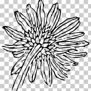 Common Sunflower Drawing White Black PNG, Clipart, Black, Black And ...