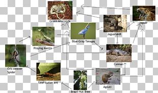 Amazon Rainforest Bird Hoh Rainforest Parrot Food Chain PNG