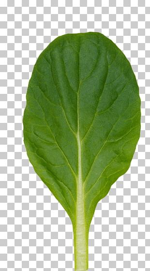 Chard Vegetable Komatsuna Spring Greens Png Clipart Avatar Chard Choy Sum Collard Greens