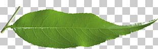 Leaf Plant Stem Tree PNG
